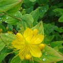 Hypericum x  inodorum 'Elstead Variety' fleur P2C